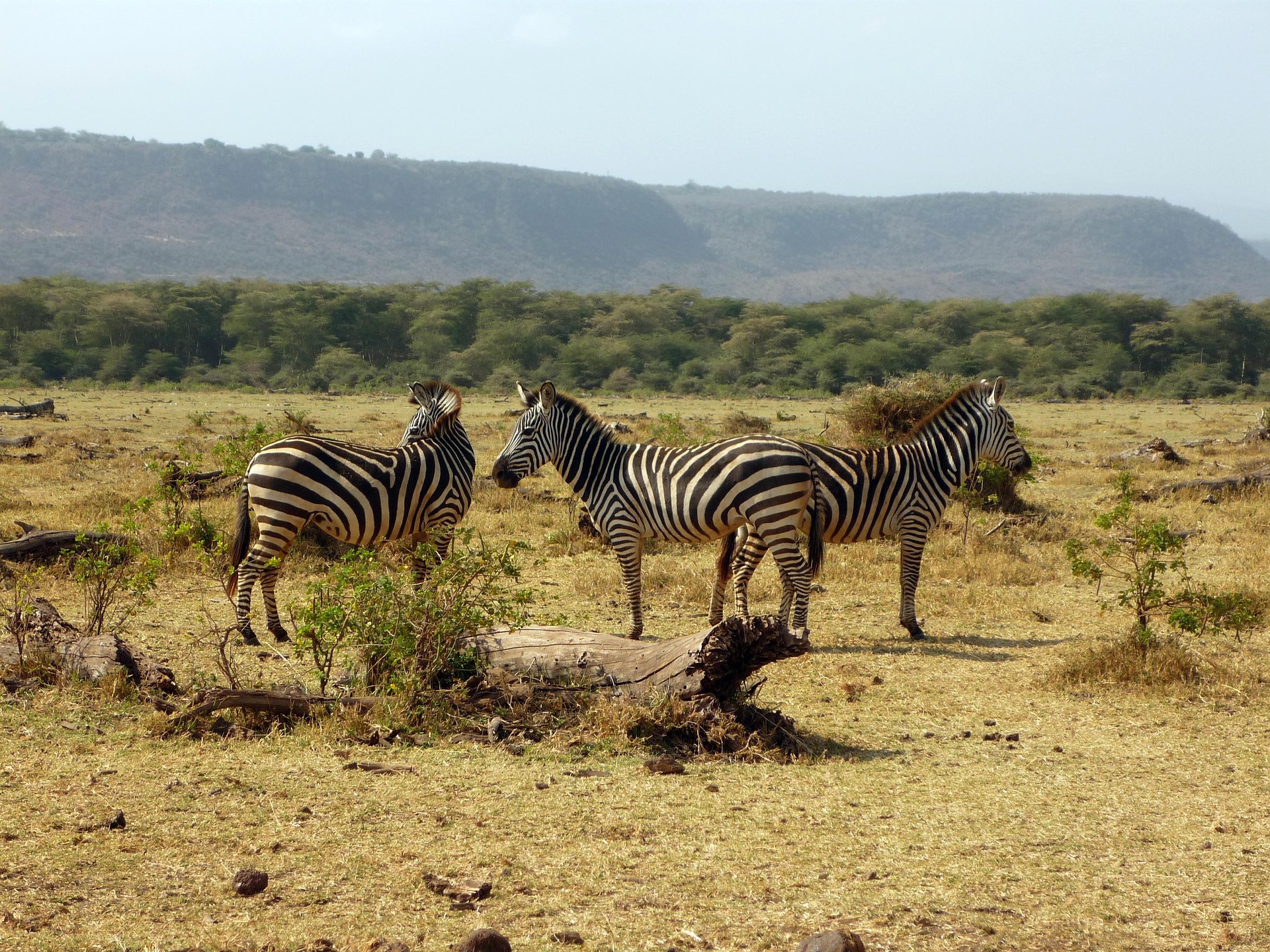 zebras