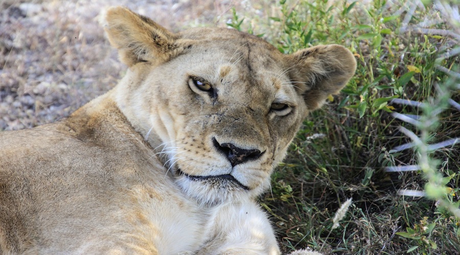 3-days tanzania sharing safari