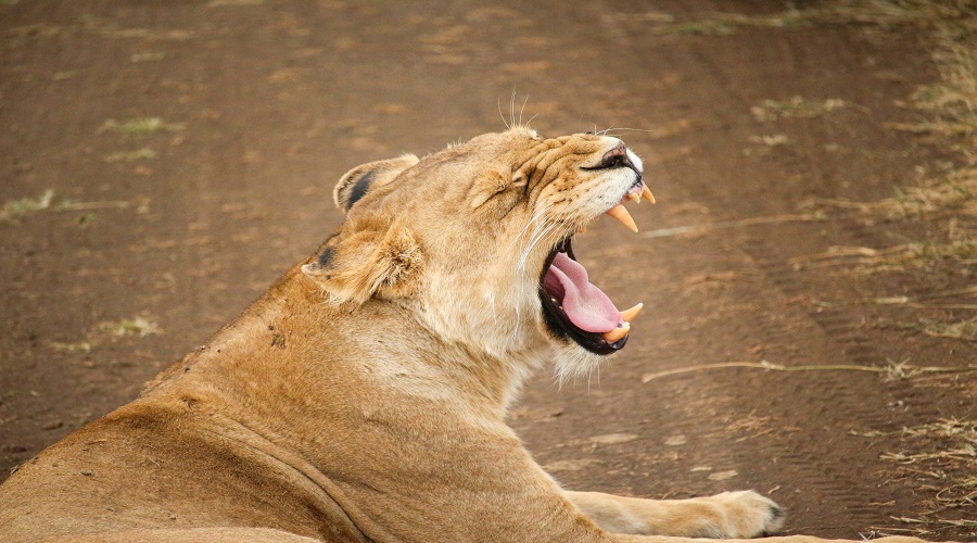 Mikumi National Park