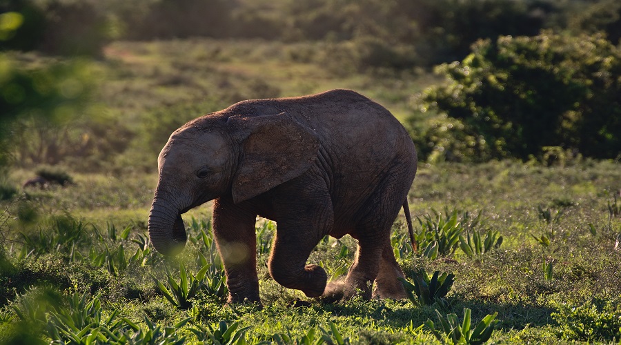 Ngorongoro Crater