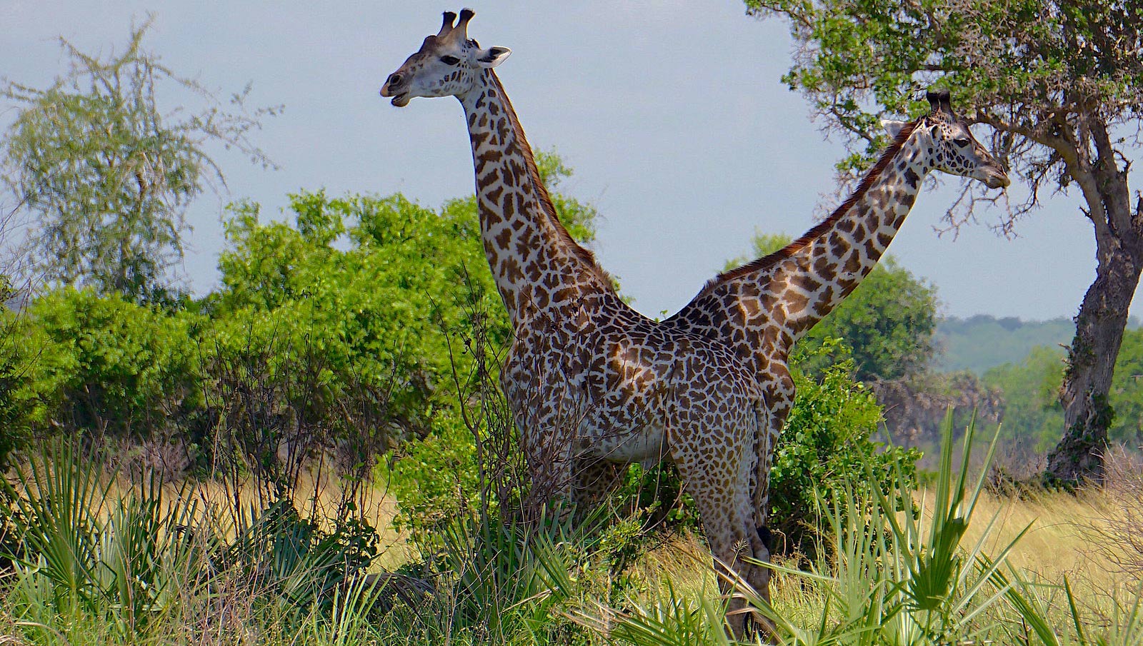 Saadani National Park Landscape