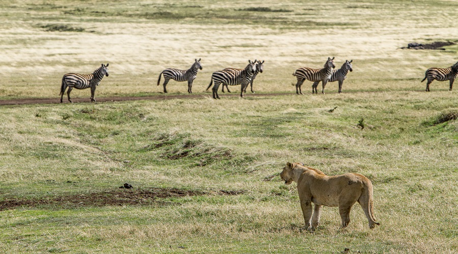 Best 1 day tanzania safari package