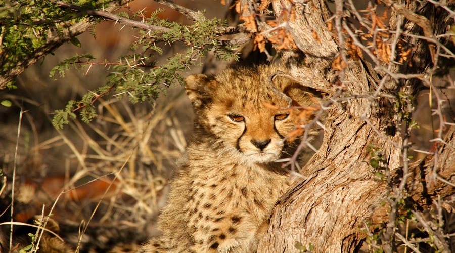Leopard at serengeti