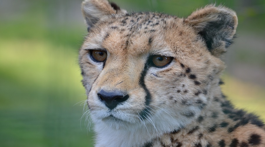 Best 6 Days Tanzania Safari Tours
