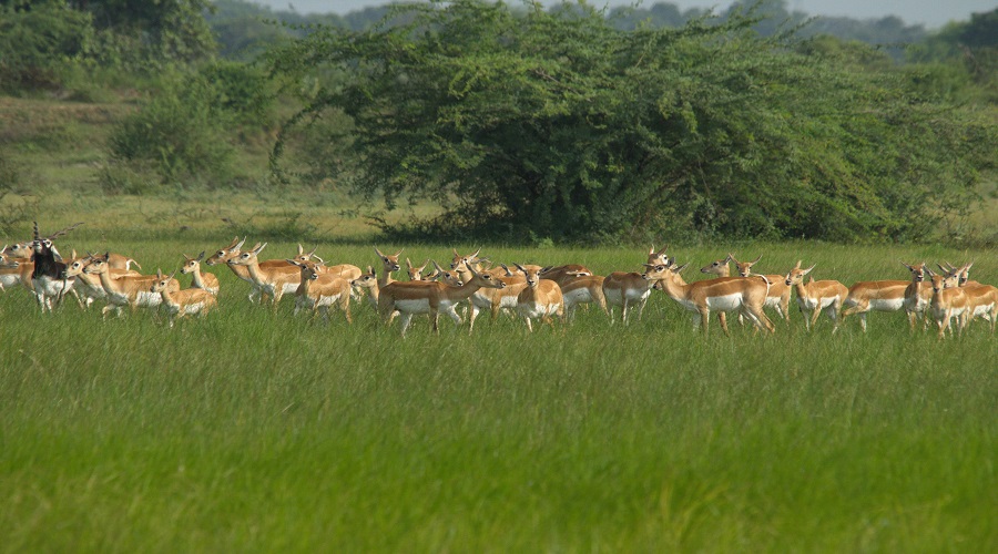 Ruaha National Park