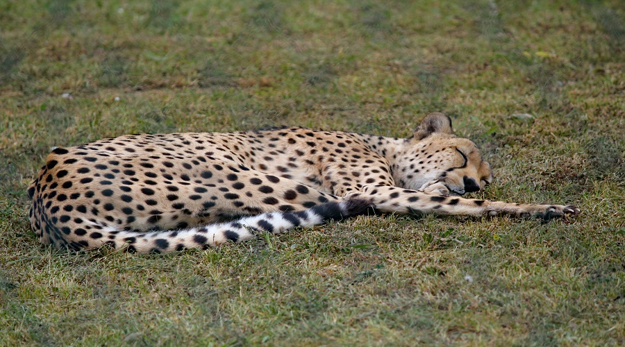Best Top 2 days Tanzania safari package