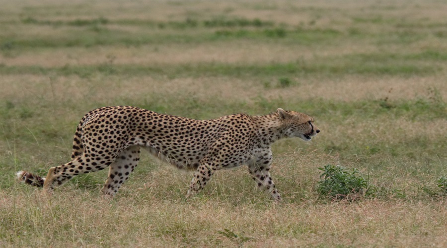 Ruaha Wildlife