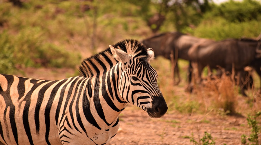 Best 1 day tanzania safari package