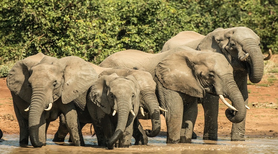 Mikumi Wildlife