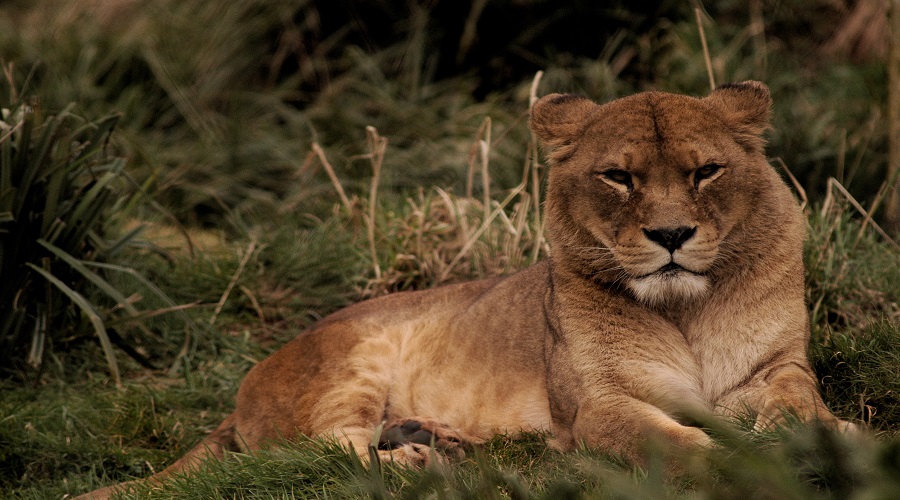 6 Days Serengeti, Ngorongoro, Tarangire & Lake Manyara with Cultural Visit safari