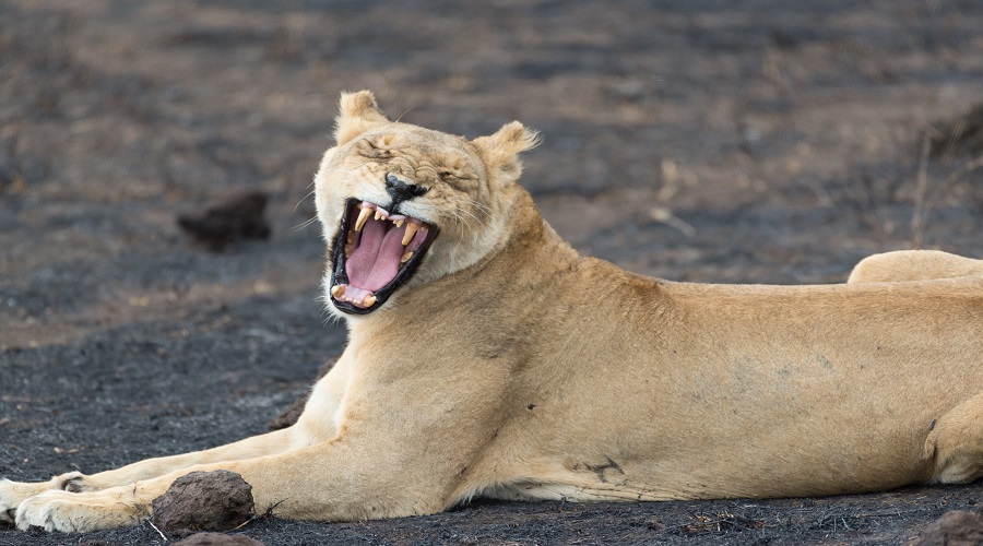 Lion during private Lake Manyara safari