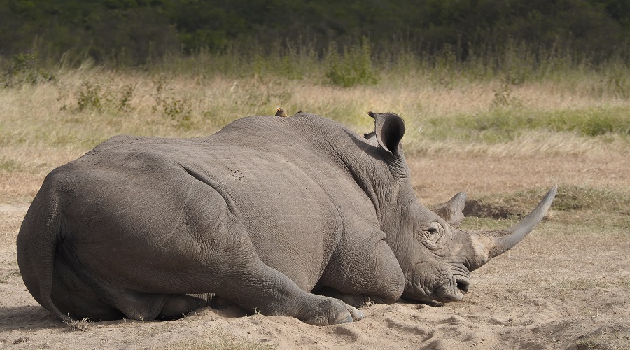 Best time for a day trip tanzania safari package