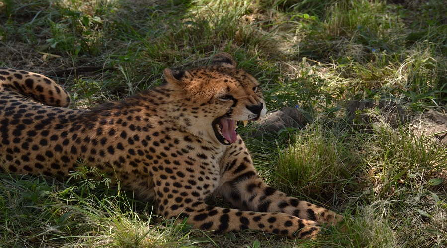 Mikumi National Park