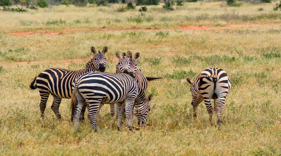 Safari Essentials