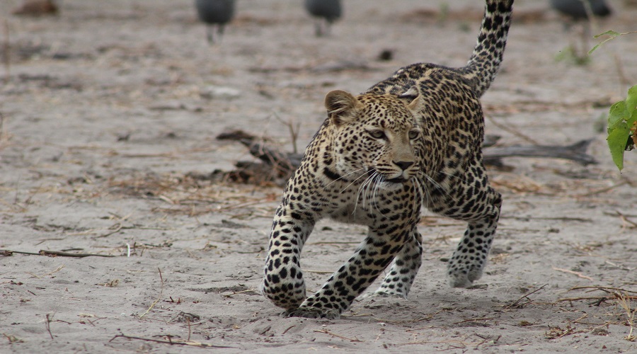 Top rated Serengeti Safari agency in Tanzania