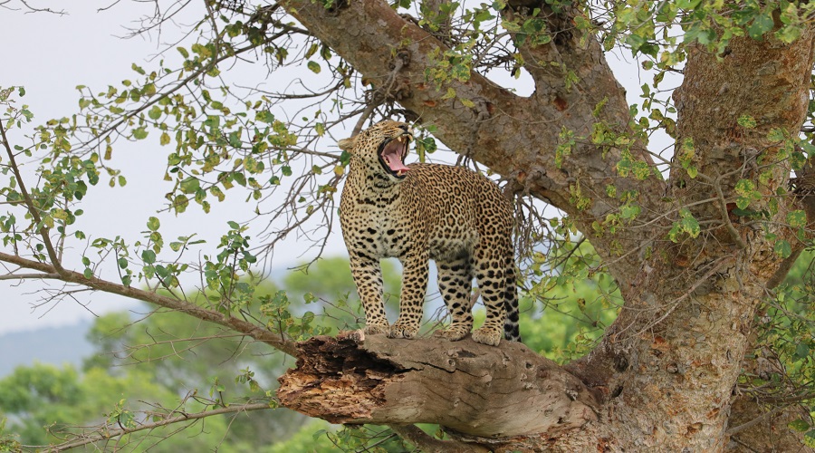 6 Days Selous, Ruaha, Saadani, Udzungwa & Mikumi safari