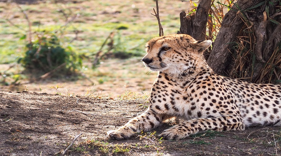 Selous Game Reserve