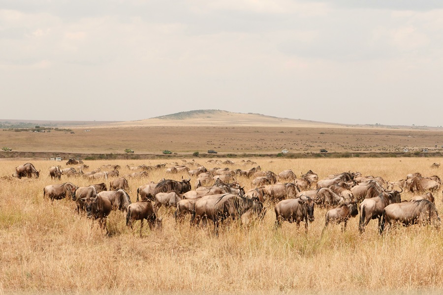 Wildebeest Migration in Serengeti National Park