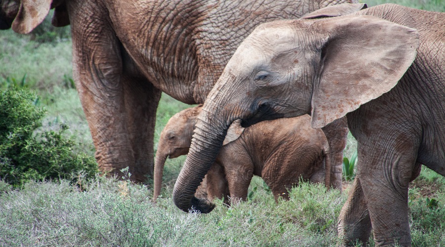 Tarangire National Park