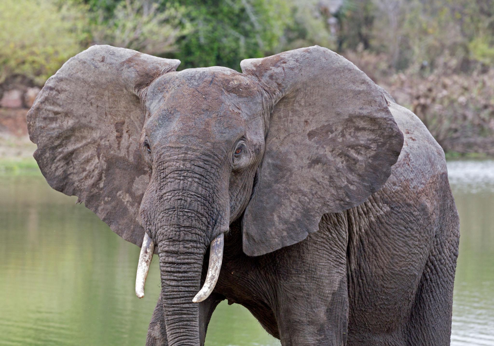 10 Expert Ways to Minimize the Cost of a Safari in Tanzania