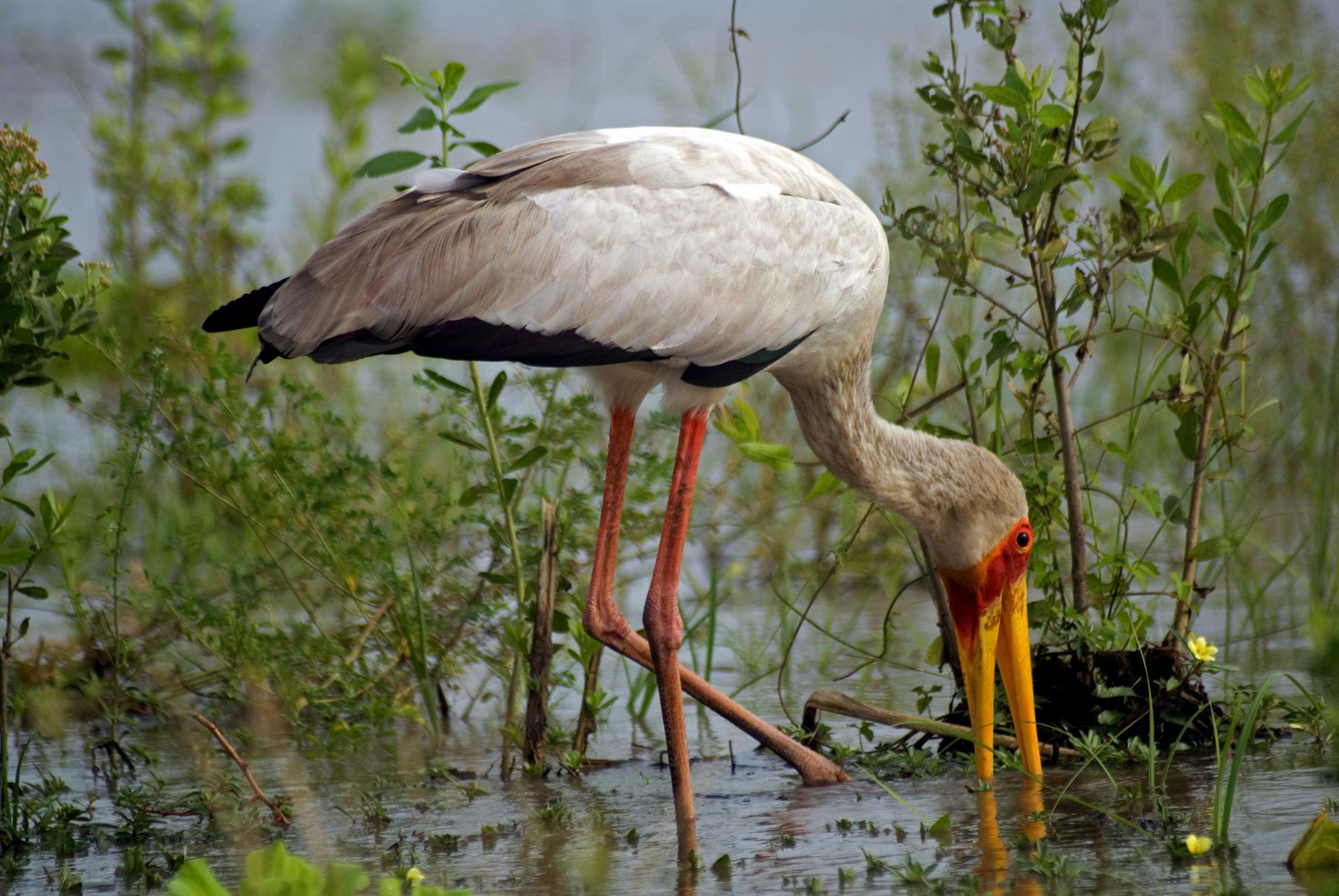 2 Days Nyerere National Park Safari from Dar by Flight