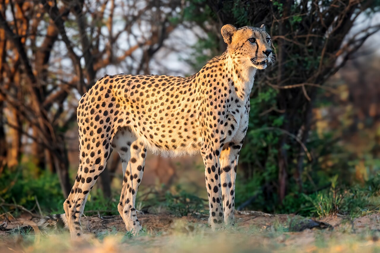 6 Days Tanzania Safari Package – Serengeti, Ngorongoro and Tarangire