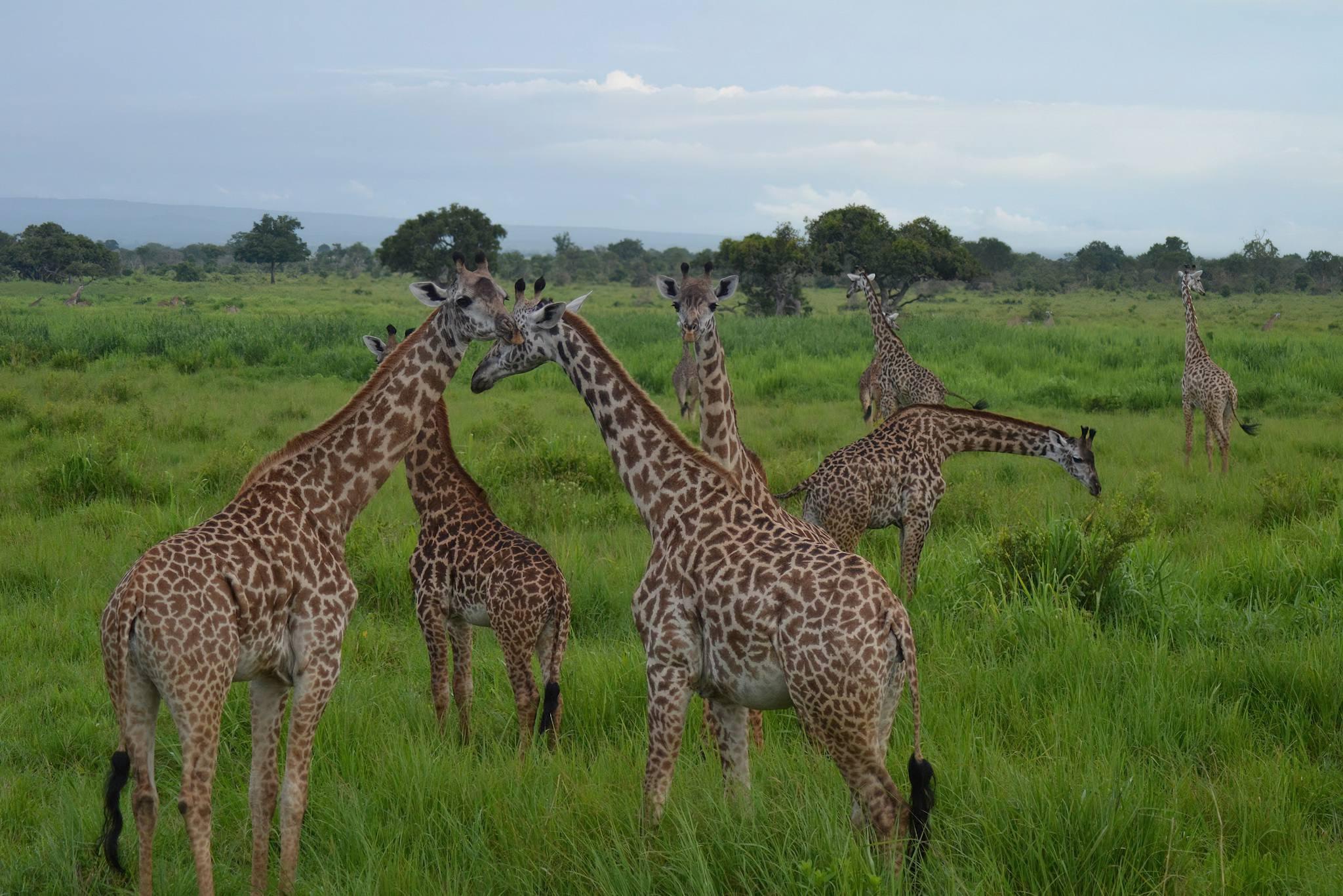 Best 2 Days Mikumi Camping Safari
