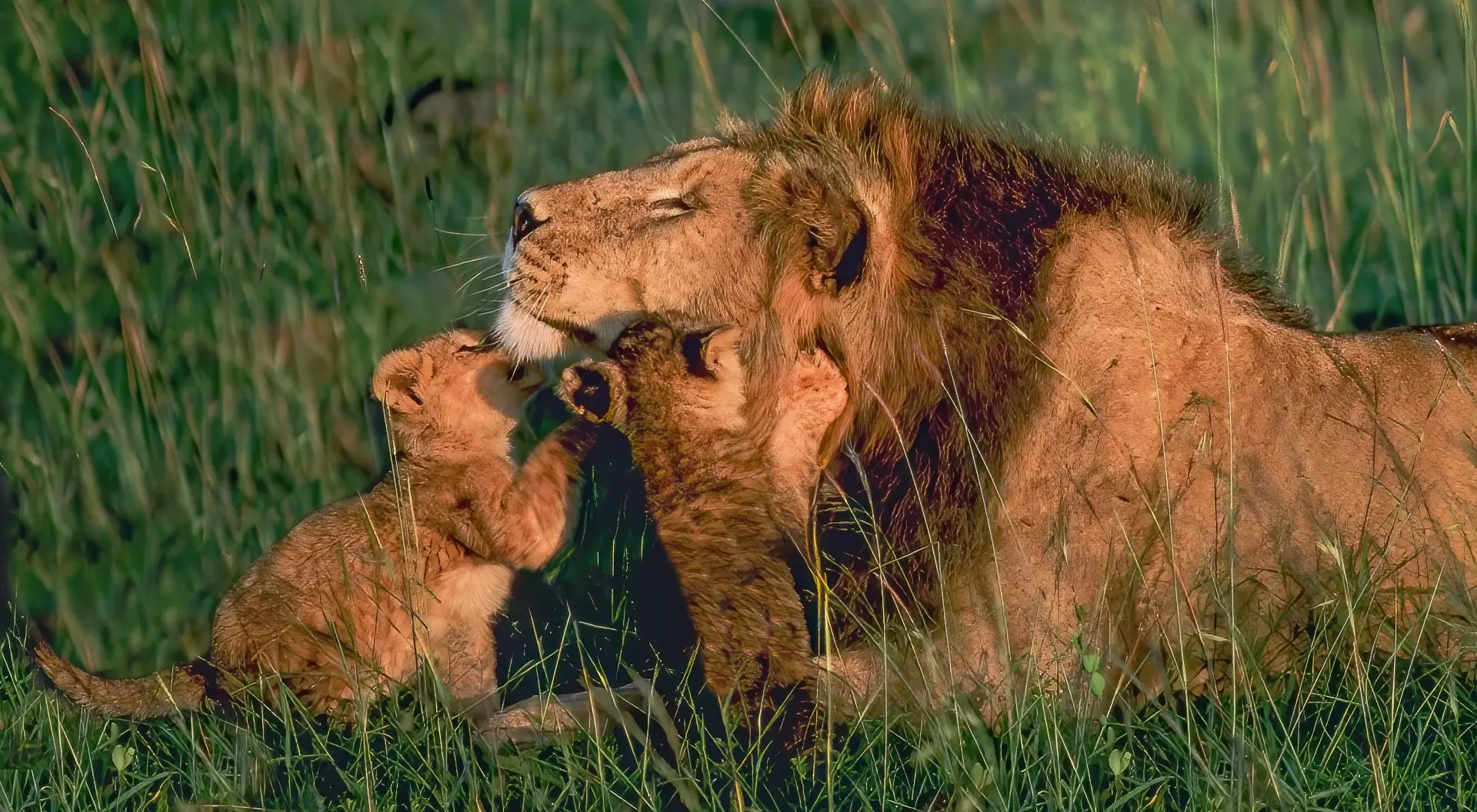 Best All-Inclusive Serengeti Luxury Safari 2026–2027