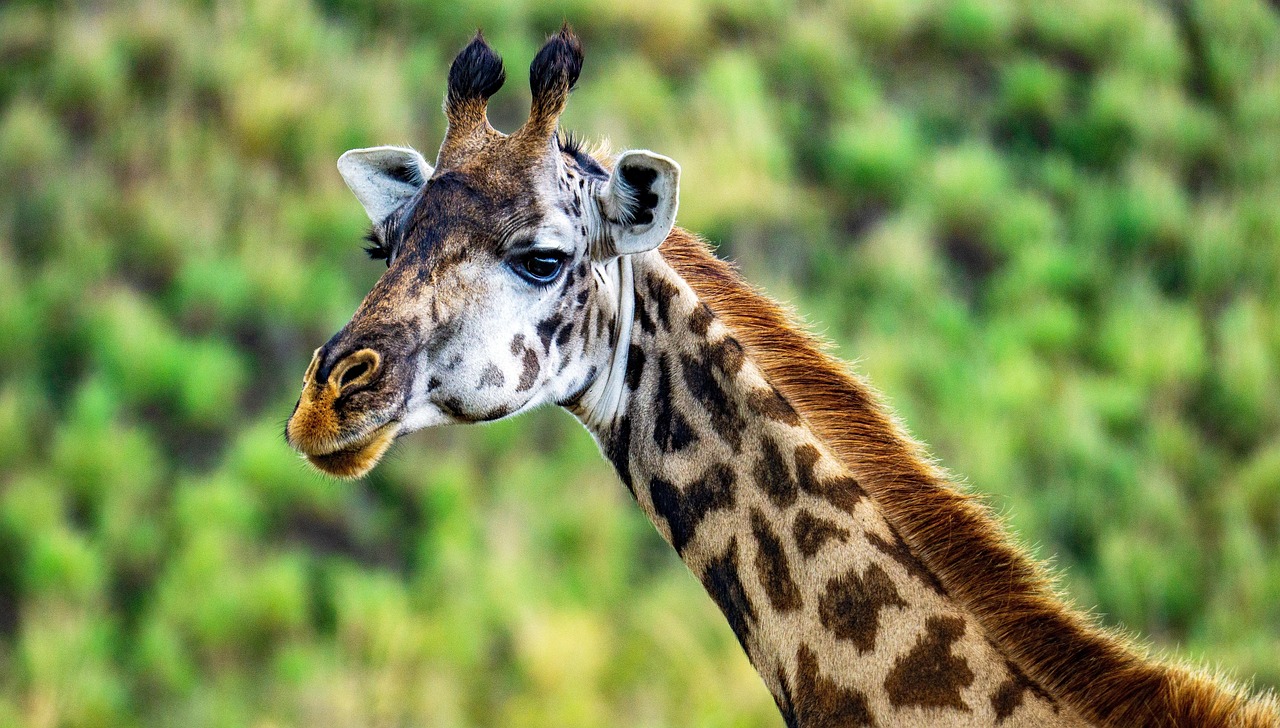 Best Full Day Tours from Moshi or Arusha 2026-2027