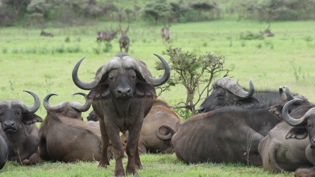 Best Serengeti Luxury Safaris from Moshi 2026–2027