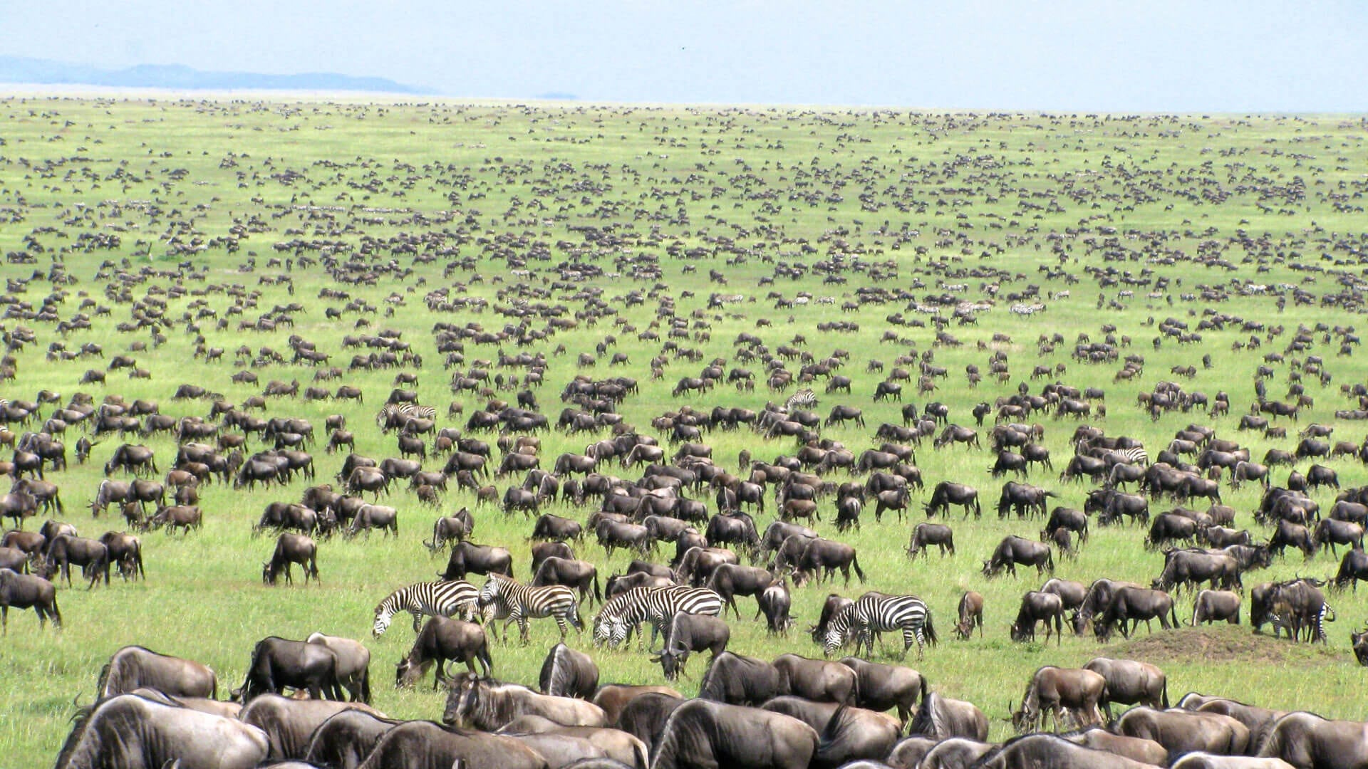 Best Serengeti Migration Safaris from Zanzibar 2026–2027