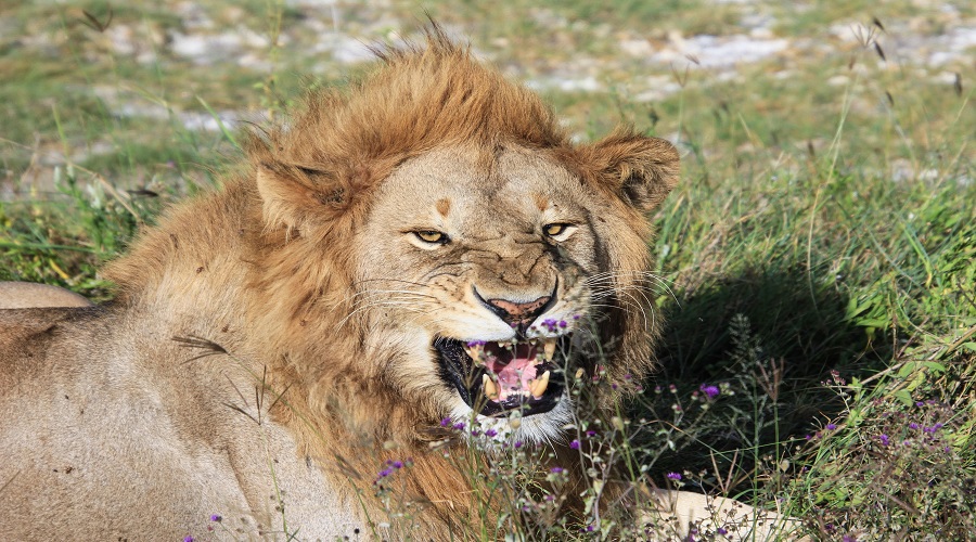 How to Do a Tanzania Safari on a Budget?