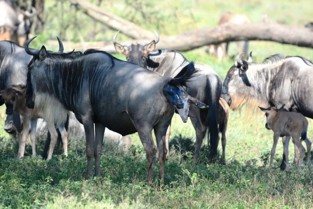 Serengeti Migration Safaris During Calving Season 2027