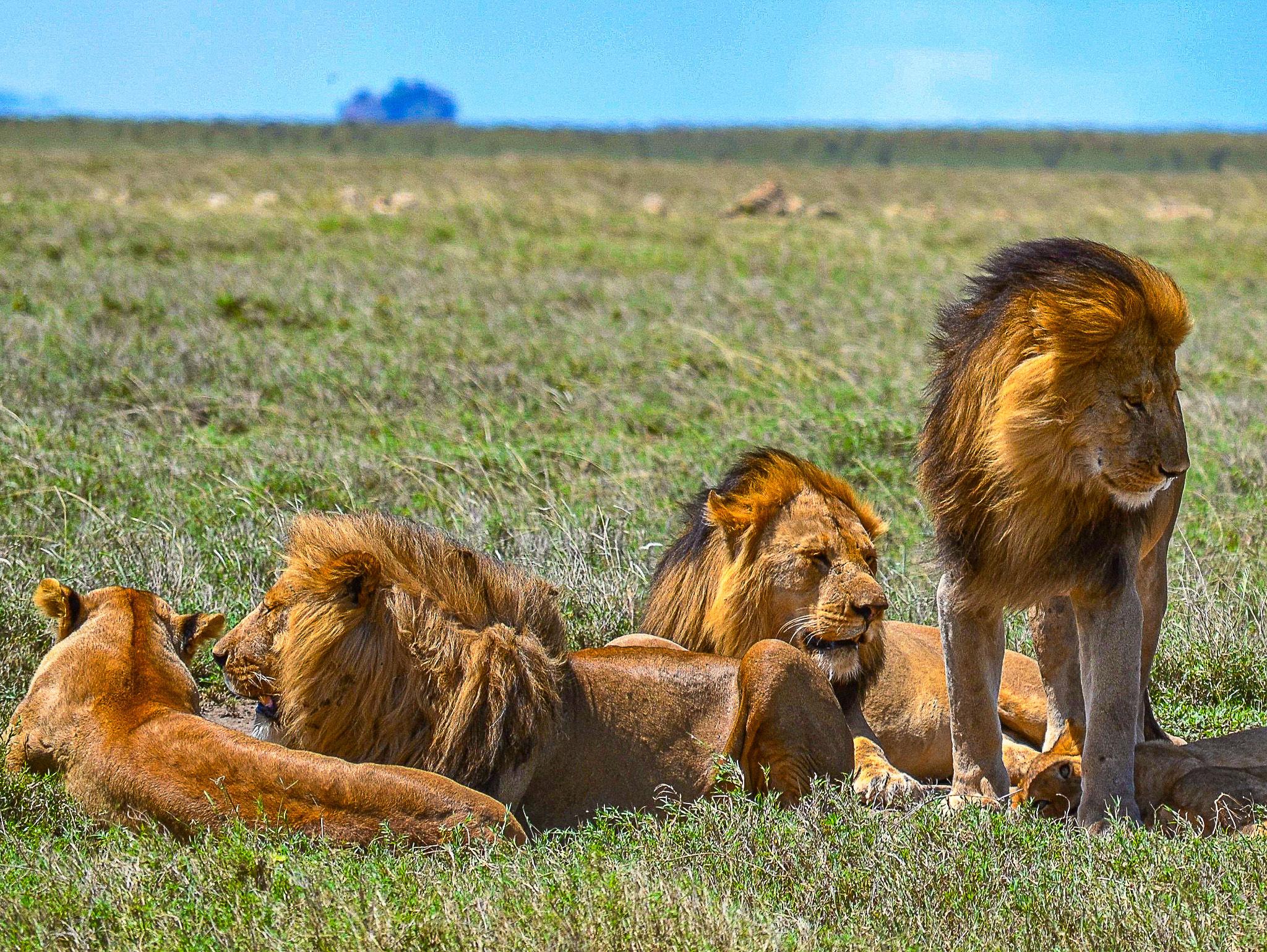Top 4 Serengeti Safari Packages Recommended for 2026/2027 | Best Tanzania Safari Tours