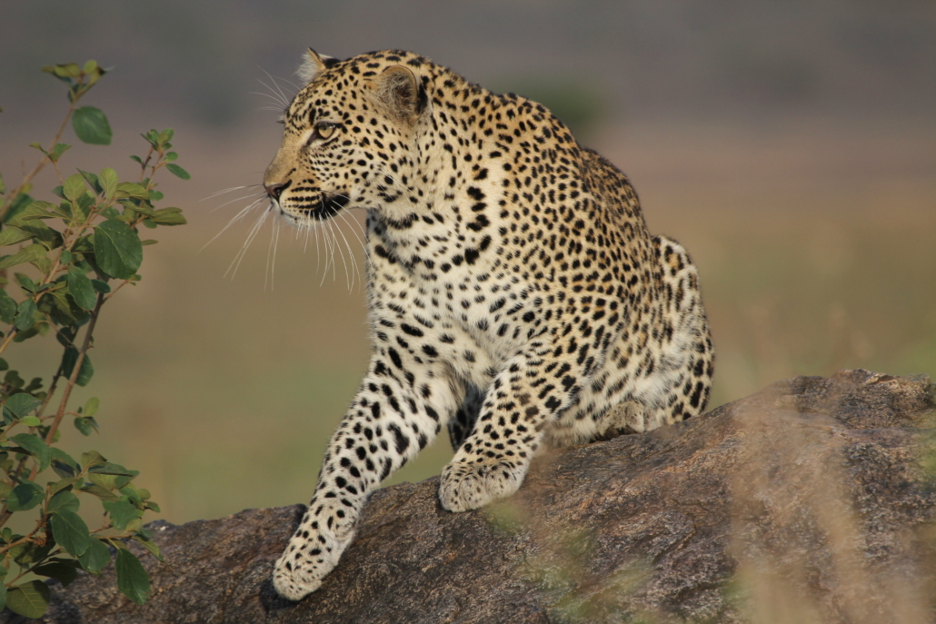Top Serengeti Safari Packages 2026/2027 | Best Tanzania Safari Tours & Great Migration Packages