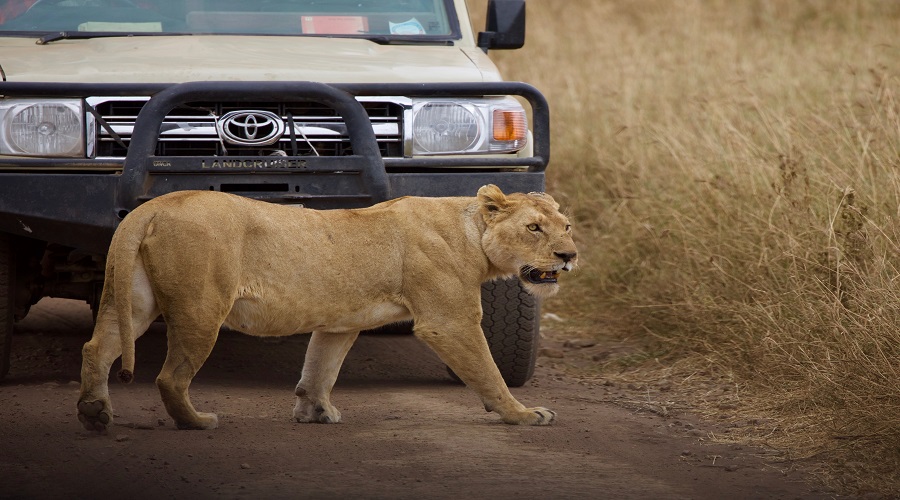 What Should I Pack for Safari in Serengeti?